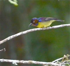 Anthreptes malacensis