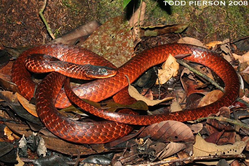Cobra-cipó ou surucucu-facão (Chironius scurrulus)-adulta