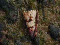 Conus imperialis