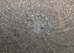 Isarachnanthus