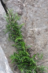 Bergbambos tessellata