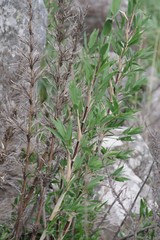 Bergbambos tessellata