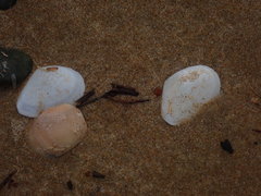 Macomona deltoidalis