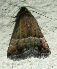 Eublemma bolinia