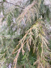 Thuja plicata