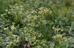 Alepidea amatymbica