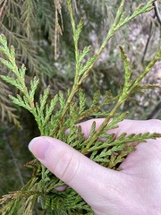 Thuja plicata