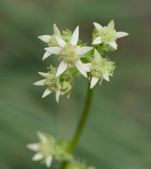 Alepidea amatymbica