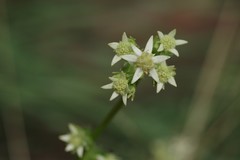 Alepidea amatymbica