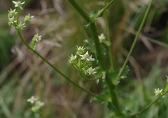 Alepidea amatymbica