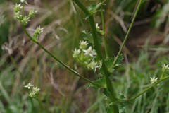 Alepidea amatymbica