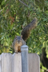 Sciurus niger