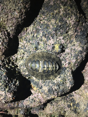 Acanthopleura gemmata