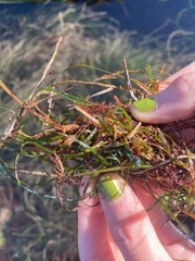 Chaetomorpha spiralis