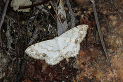 Scopula propinquaria