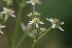 Alepidea amatymbica