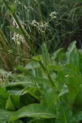 Alepidea amatymbica