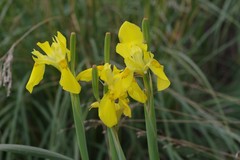 Moraea reticulata