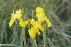 Moraea reticulata