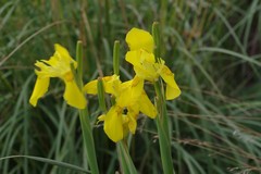 Moraea reticulata