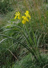 Moraea reticulata