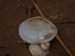 Macomona deltoidalis