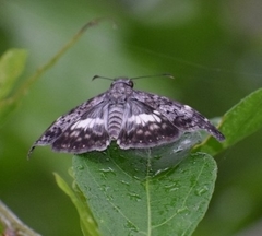 Chiomara georgina georgina