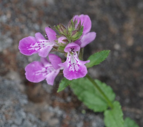 Amathole woundwort (Stachys flexuosa)
