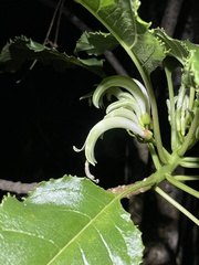 Delissea waianaeensis