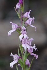 Brownleea recurvata