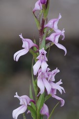 Brownleea recurvata