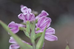 Brownleea recurvata