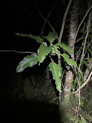 Delissea waianaeensis