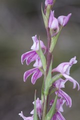 Brownleea recurvata