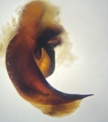 Pterostichus isabellae