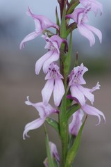 Brownleea recurvata
