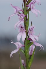 Brownleea recurvata