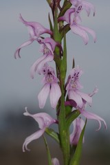 Brownleea recurvata