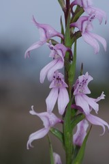 Brownleea recurvata