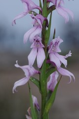 Brownleea recurvata