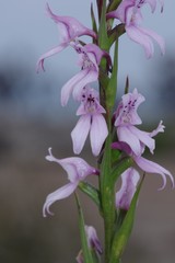 Brownleea recurvata