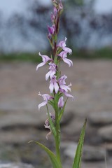 Brownleea recurvata