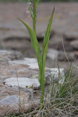 Brownleea recurvata