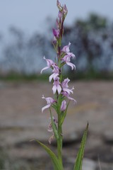 Brownleea recurvata