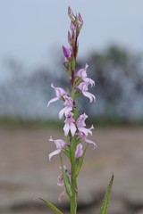 Brownleea recurvata