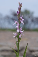Brownleea recurvata