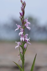 Brownleea recurvata