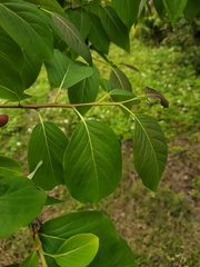 Diospyros japonica