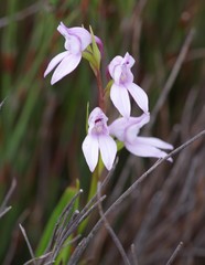 Brownleea recurvata