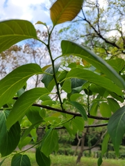 Diospyros japonica